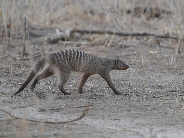 <h3><a href="/trips/tanzania/biota/animalia/chordata/mammalia/carnivora/herpestidae/mungos mungo/mungos mungo-nl.html">Mungos&nbsp;mungo</a> / Banded&nbsp;mongoose / Zebramangoeste</h3>OM-1 Mark II met OLYMPUS M.150-400mm F4.5, 1/2000 sec  bij F4.5, ISO 1600, afstand 15.8&nbsp;m